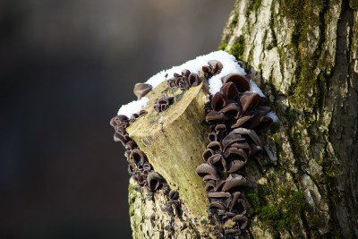  Pilze