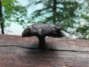 Faules Schwammerl in Holzritze