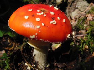  Fliegenpilz im Sonnenlicht