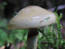 Pilz mit gr&uuml;nen Wurm