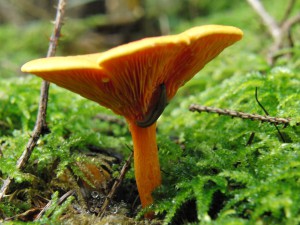 Pilzschnecke Pilzschnecke