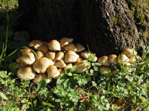Sparriger Schüppling unter alten Kirschbaum Sparriger Schüppling unter alten Kirschbaum
