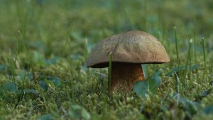 Verlockender Zigeuner Verlockender Zigeuner