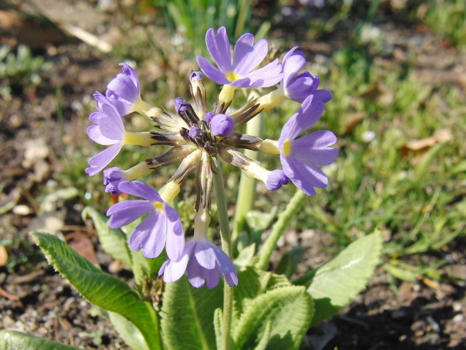 Blaue Kugelprimel 1 Blaue Kugelprimel 1