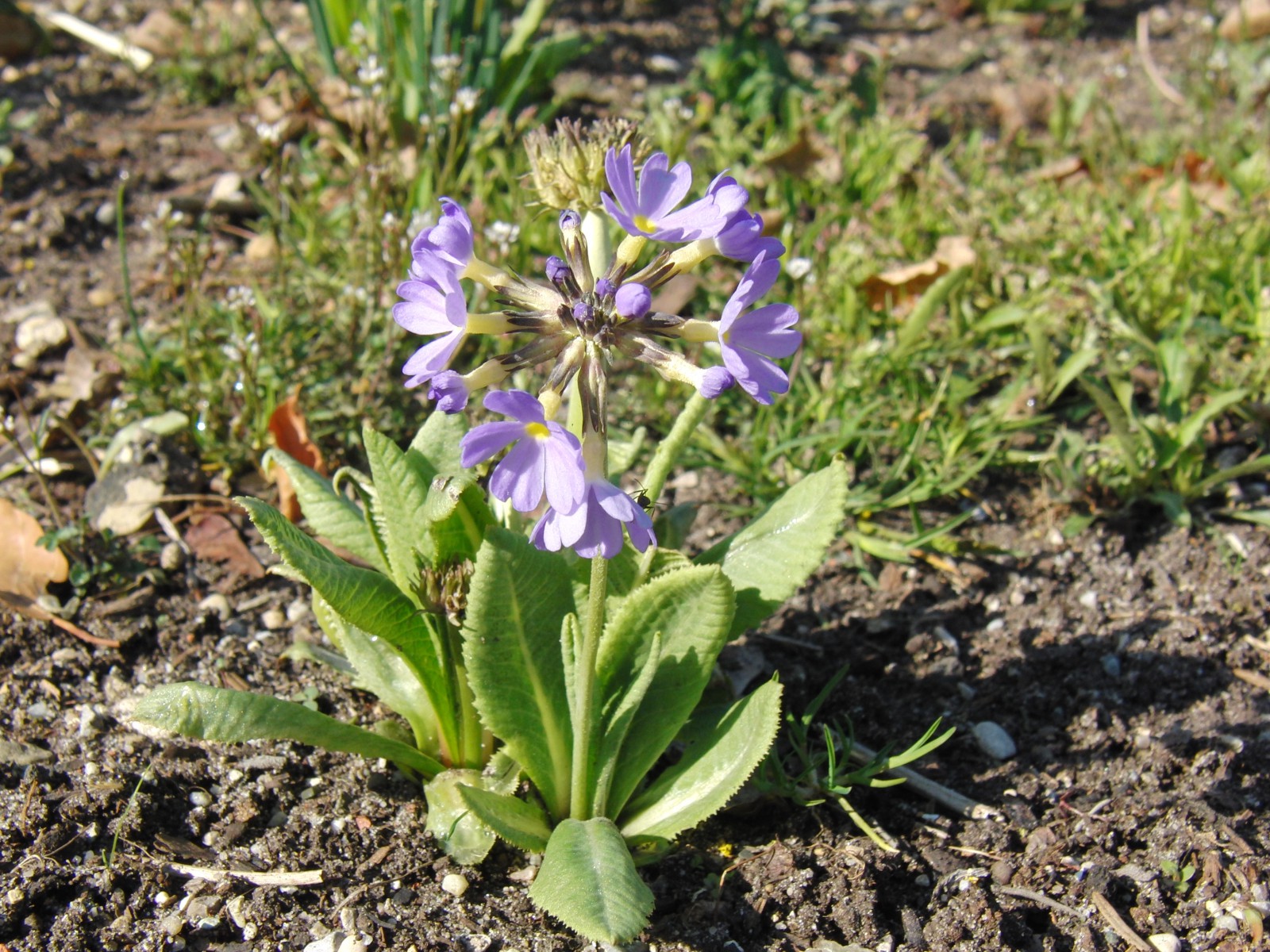Blaue Kugelprimel 2 Blaue Kugelprimel 2