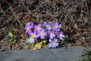 Blaue Pimeln unter der Hecke