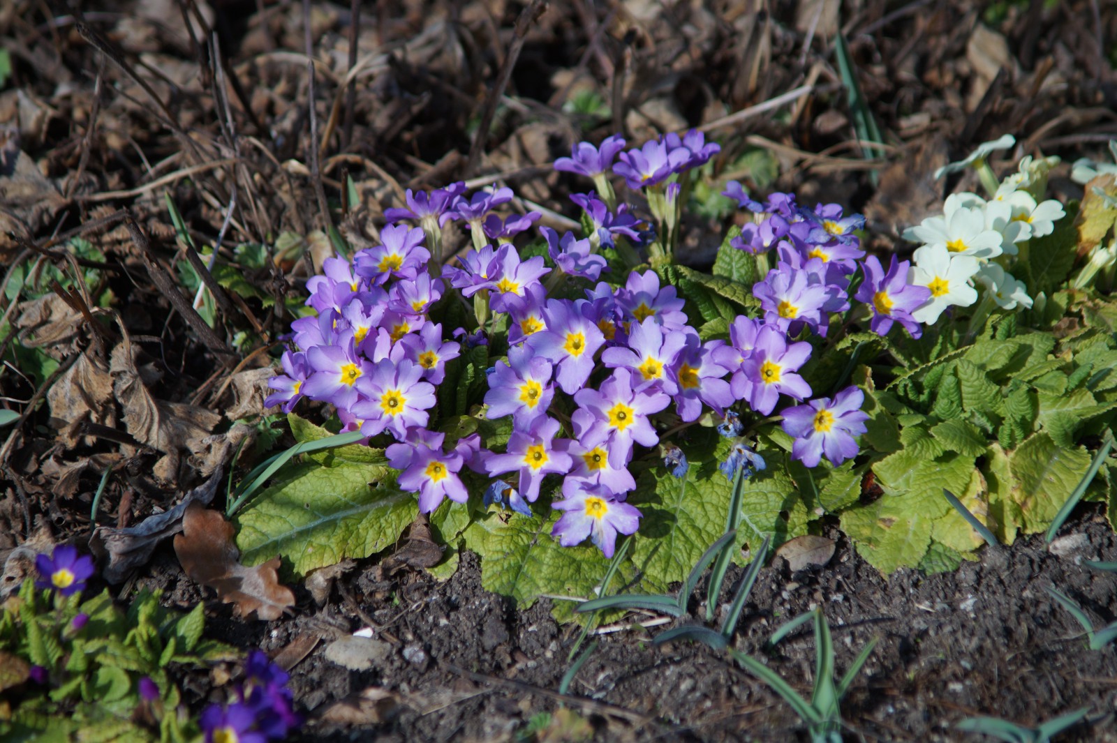 Blaue Primelgruppe Blaue Primelgruppe