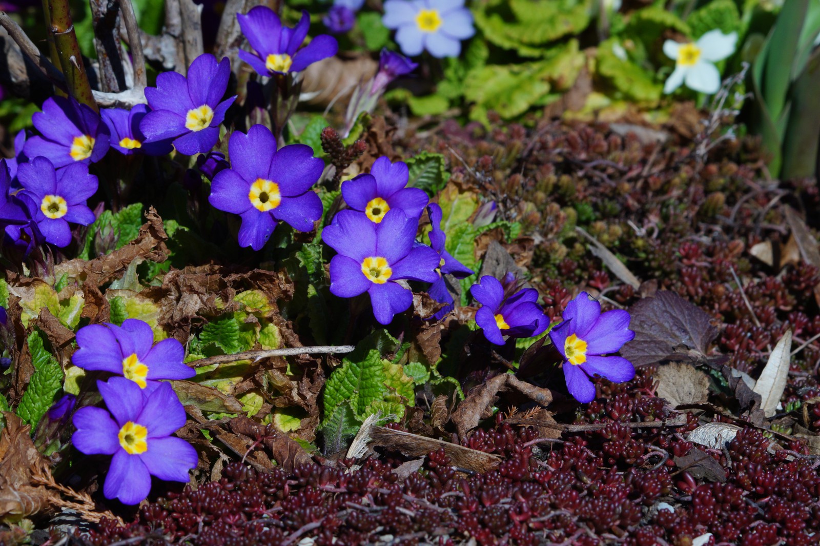 Blaue Primelgruppen Blaue Primelgruppen