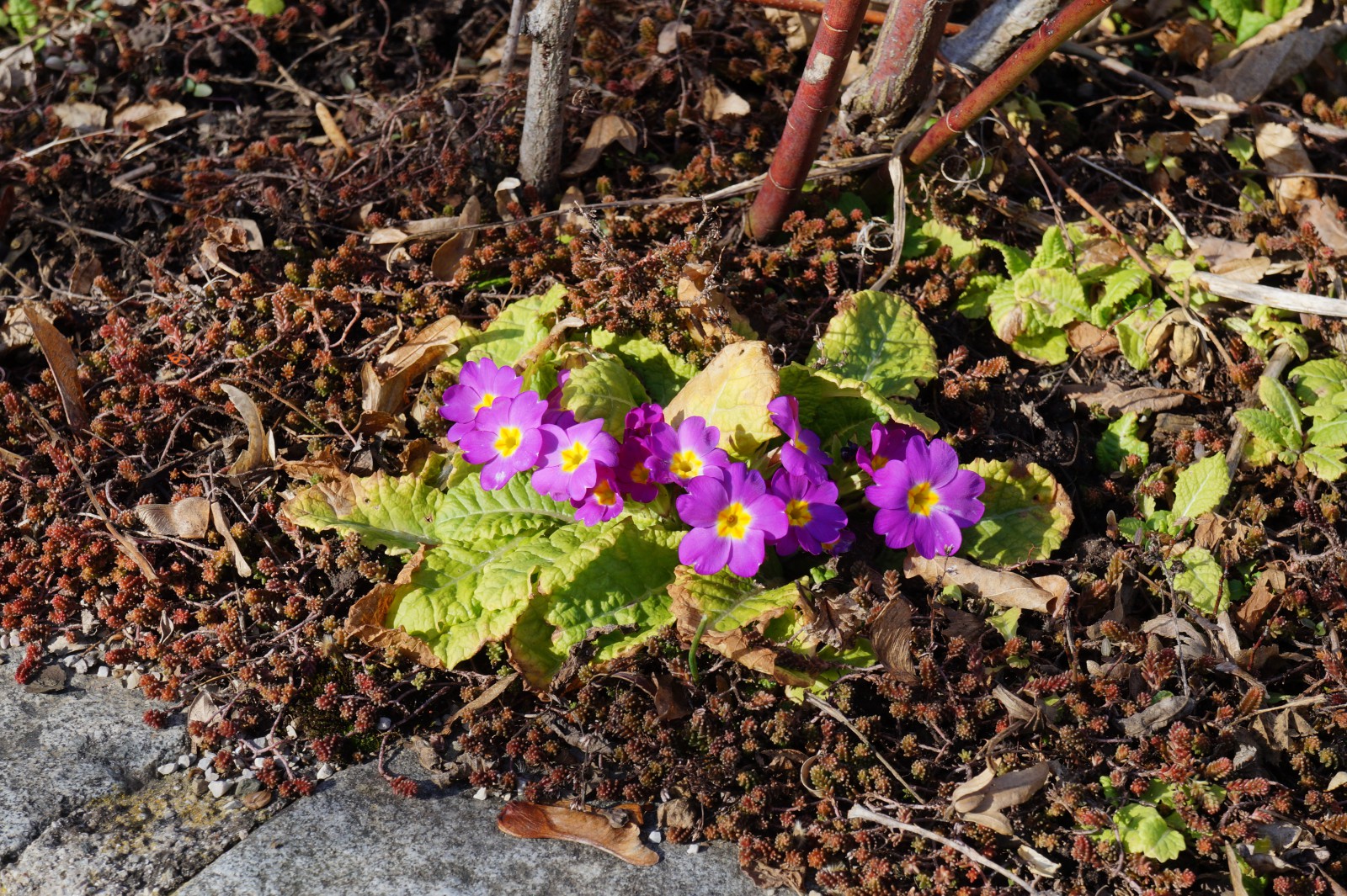 Lila Primelreihe Lila Primelreihe