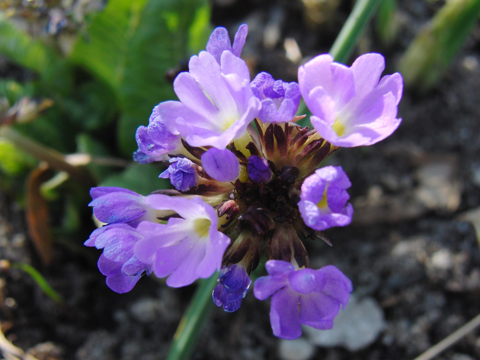 Blüten der blauen Kugelprimel 1 Blüten der blauen Kugelprimel 1