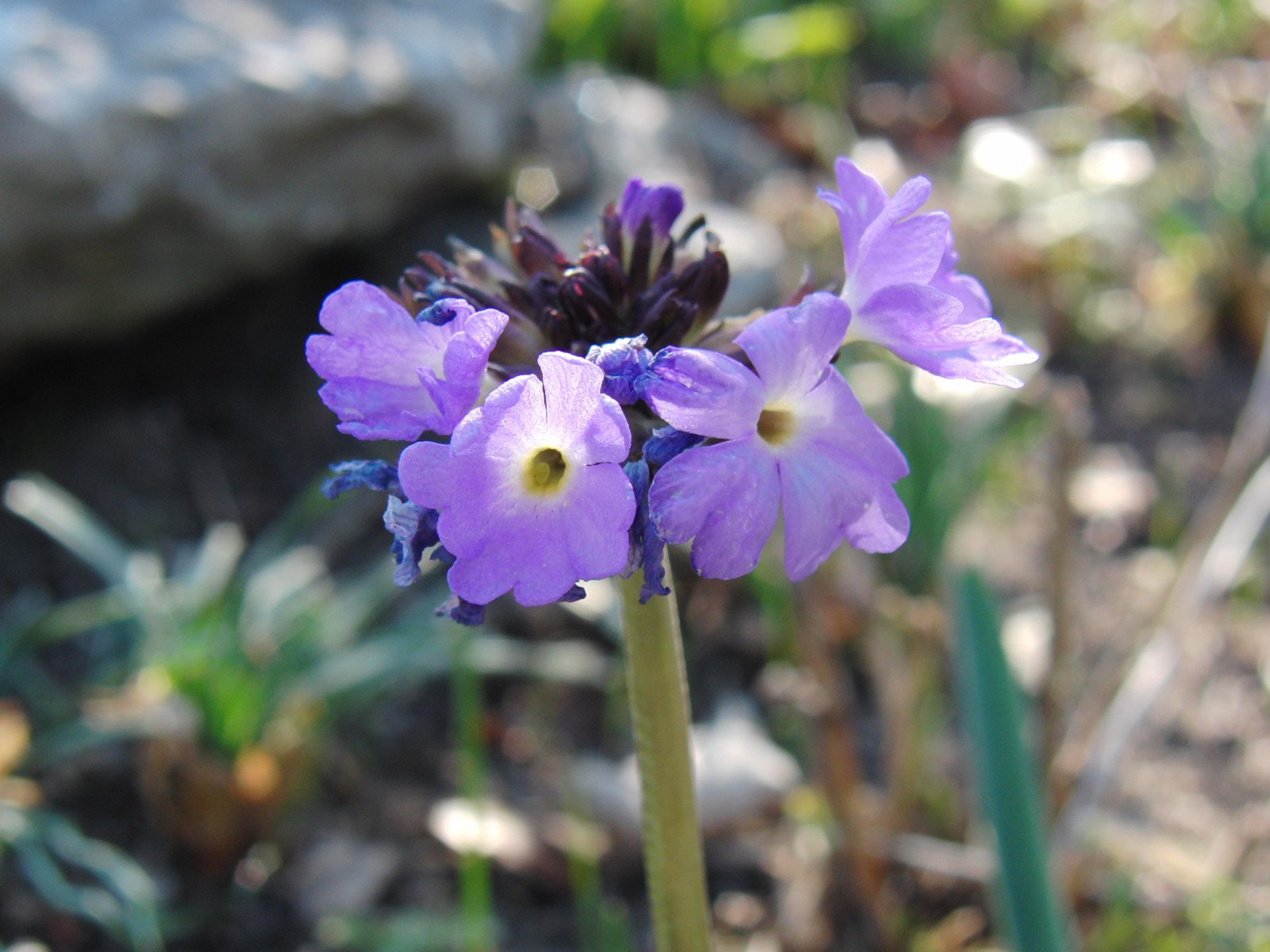 Blüten der blauen Kugelprimel 2 Blüten der blauen Kugelprimel 2