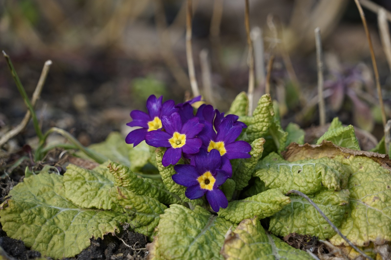 Erste Primeln Erste Primeln