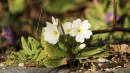 Fr&uuml;hlingsgr&uuml;&szlig;e in wei&szlig;