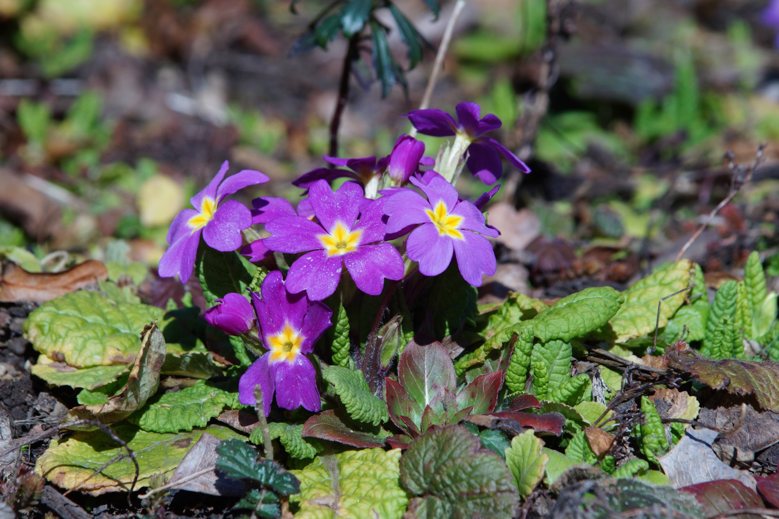 Kleine lila Primeln Kleine lila Primeln