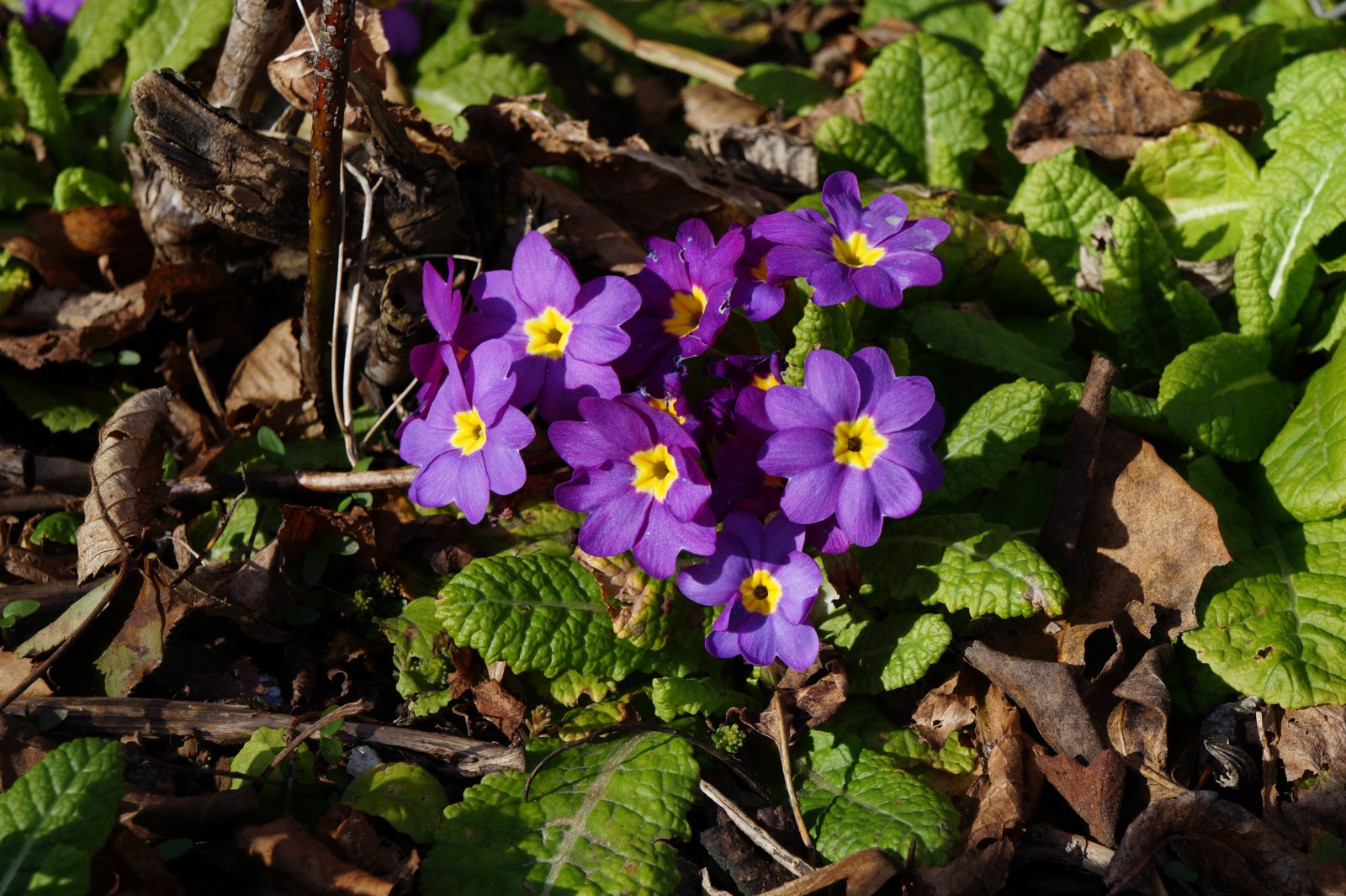Kleine Primelgruppe Kleine Primelgruppe