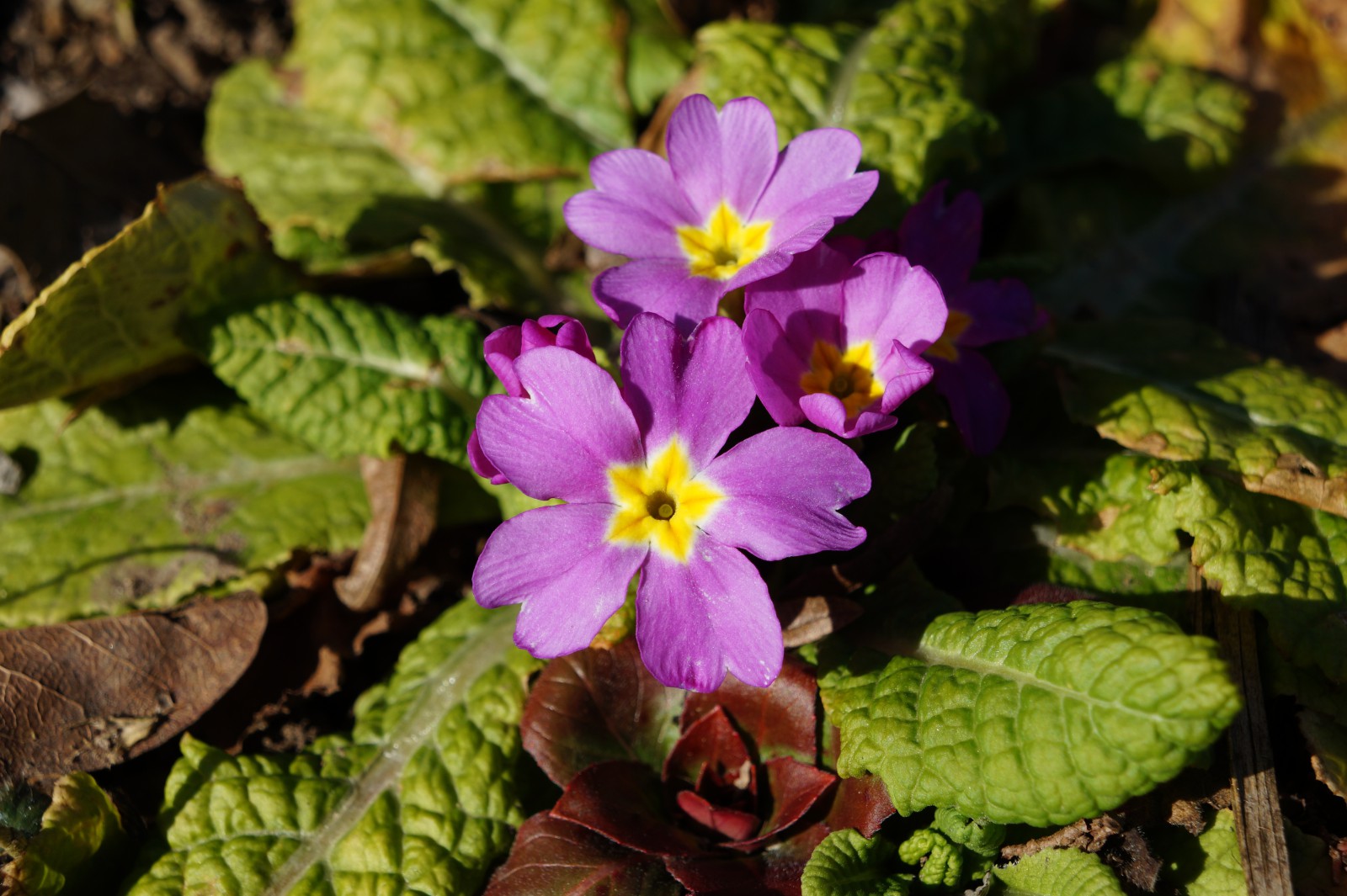 Lila Primelblüten Lila Primelblüten