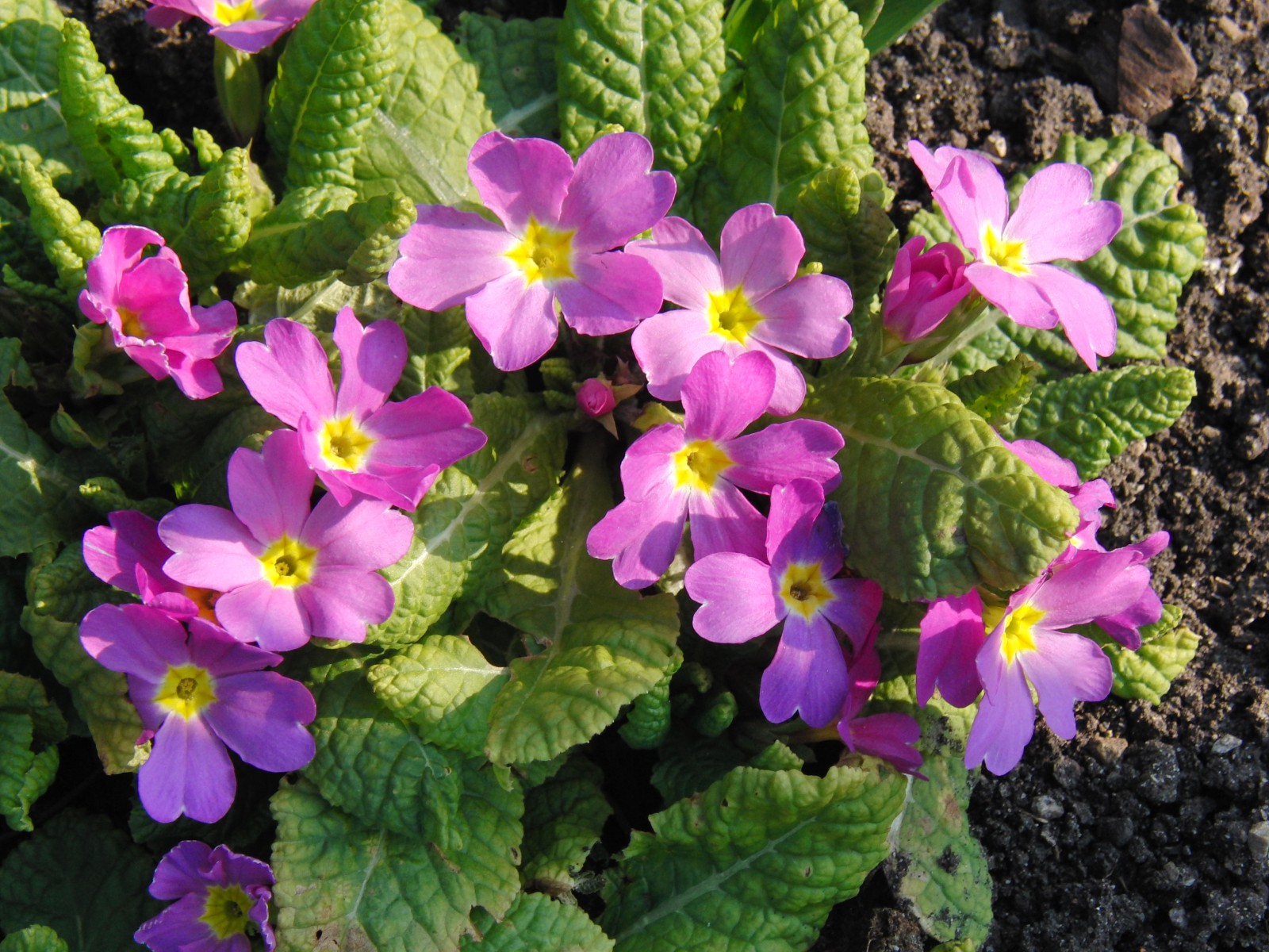 Lila Primeln Lila Primeln