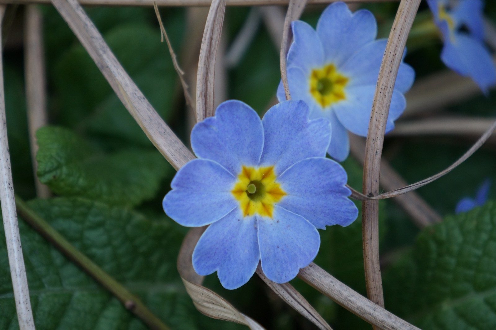 Primelblüte hellblau Primelblüte hellblau