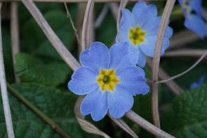 Primelblüte hellblau Primelblüte hellblau