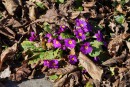Primelbl&uuml;te im Laub