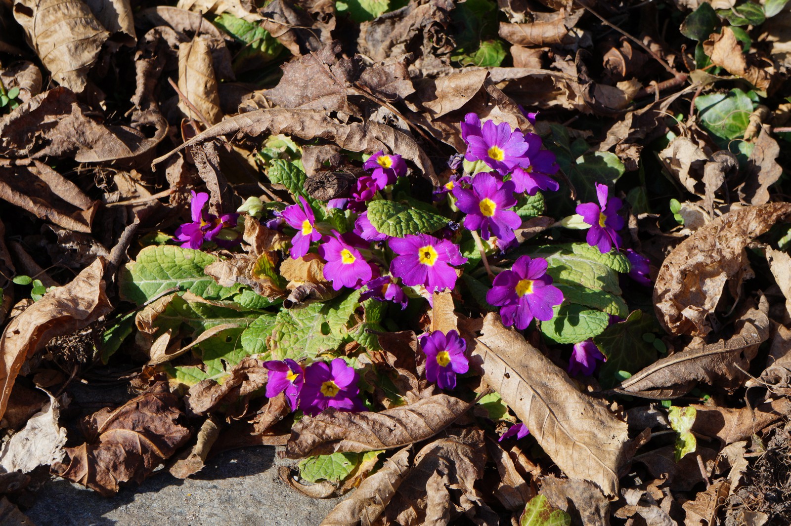 Primelblüte im Laub Primelblüte im Laub