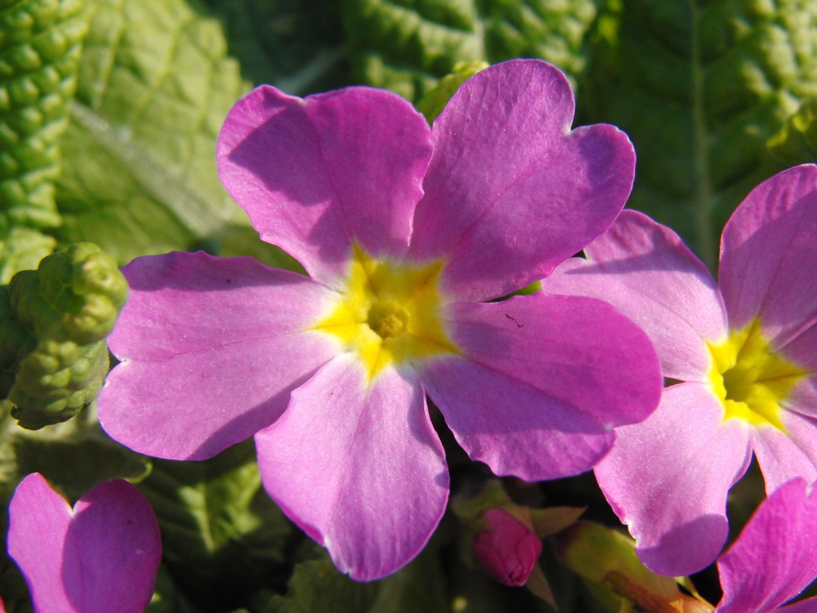 Primelbluete lila Primelbluete lila