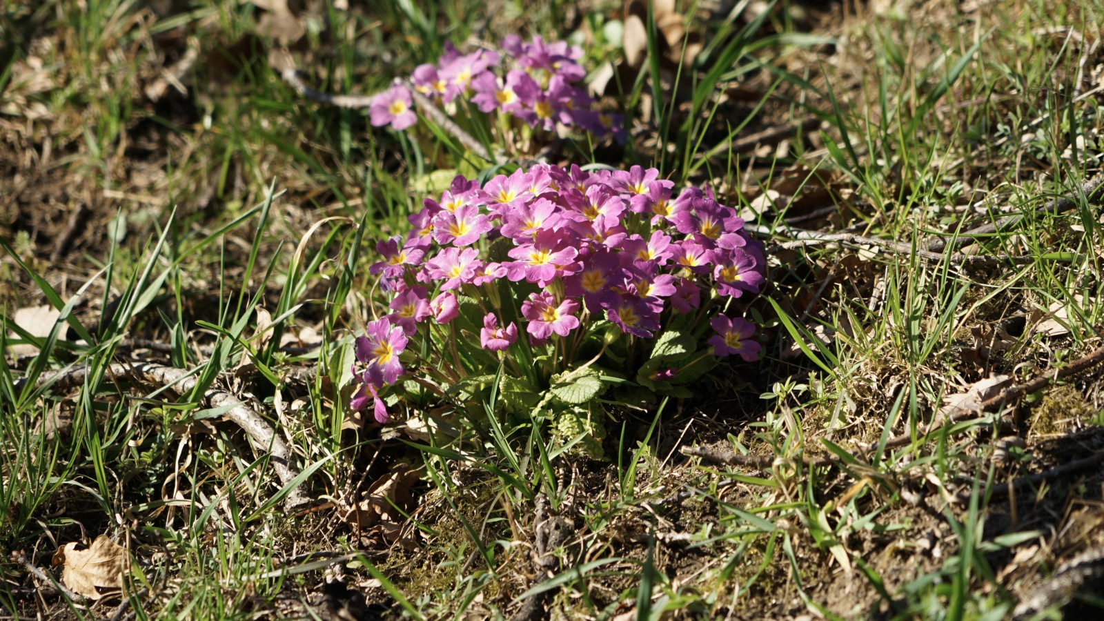 Primelgruppe in der Wiese Primelgruppe in der Wiese