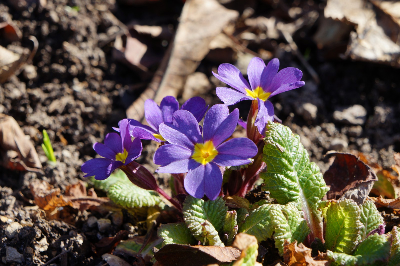 Primeln blau-lila Primeln blau-lila