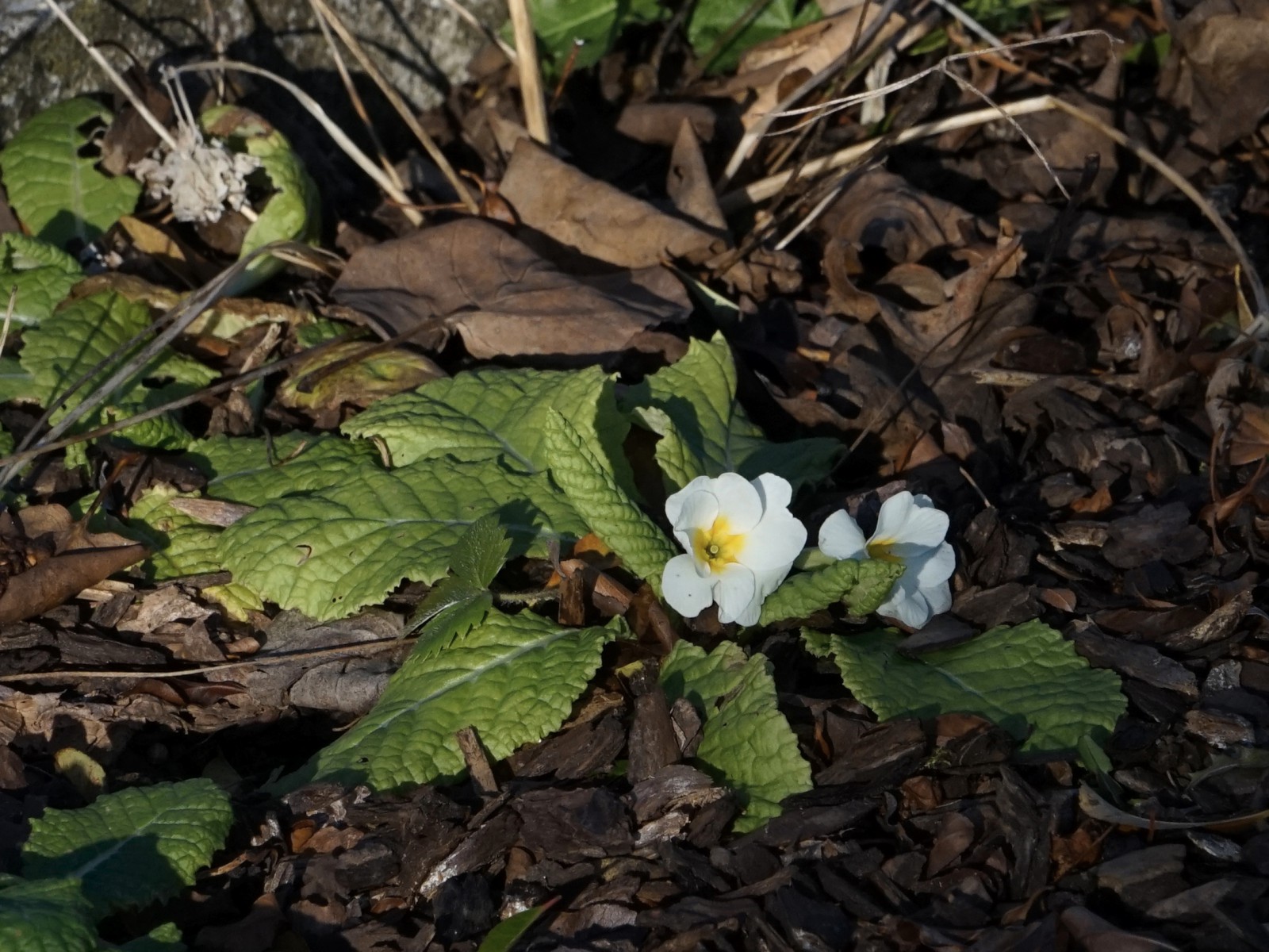 Primeln im Januar  Primeln im Januar
