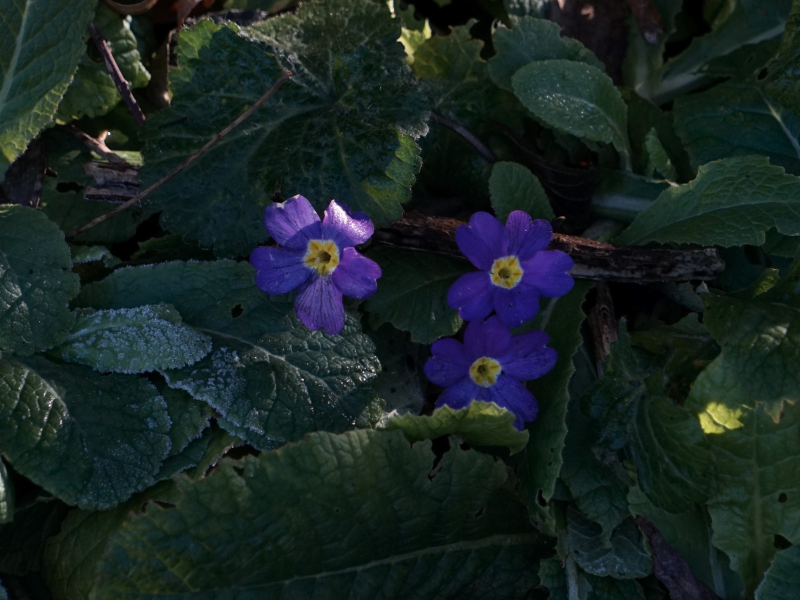 Primeln im Winter Primeln im Winter