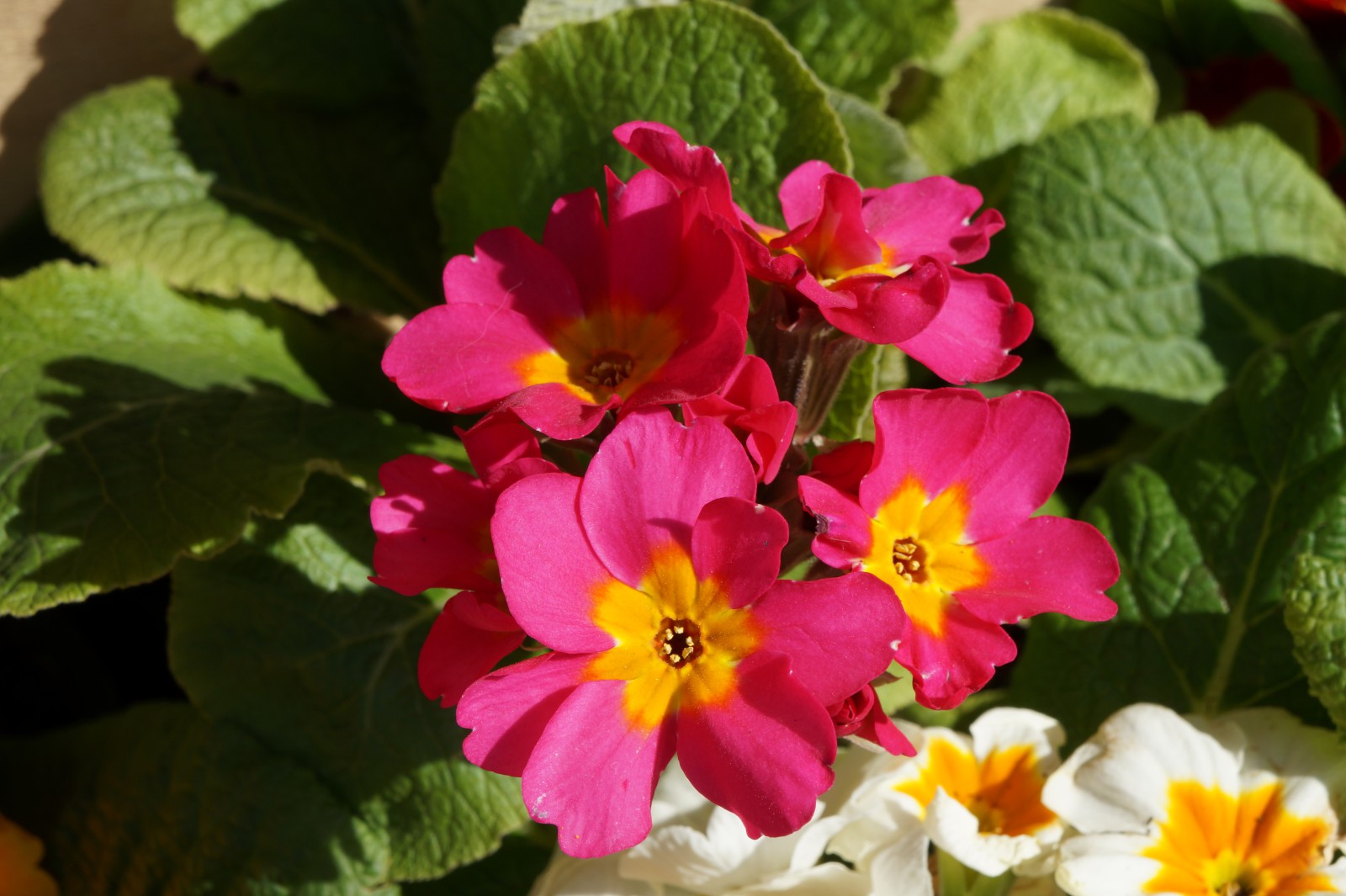 Primeln rosa Primeln rosa