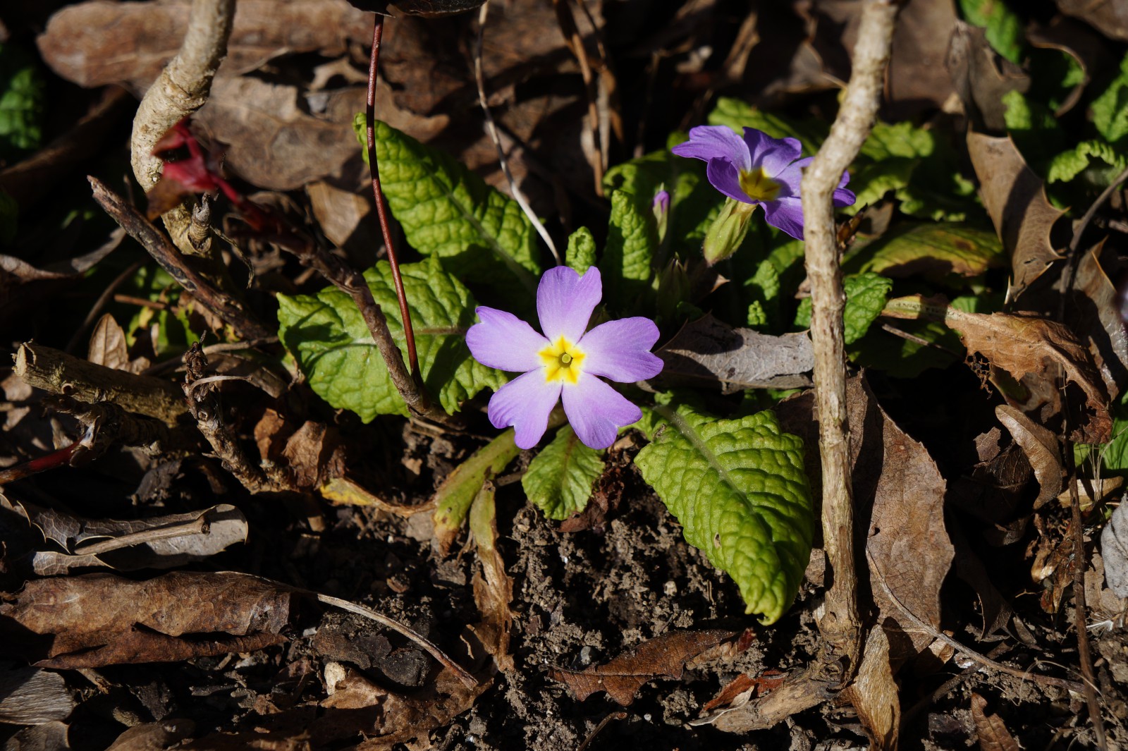 Schoene Primel im Unterholz Schoene Primel im Unterholz