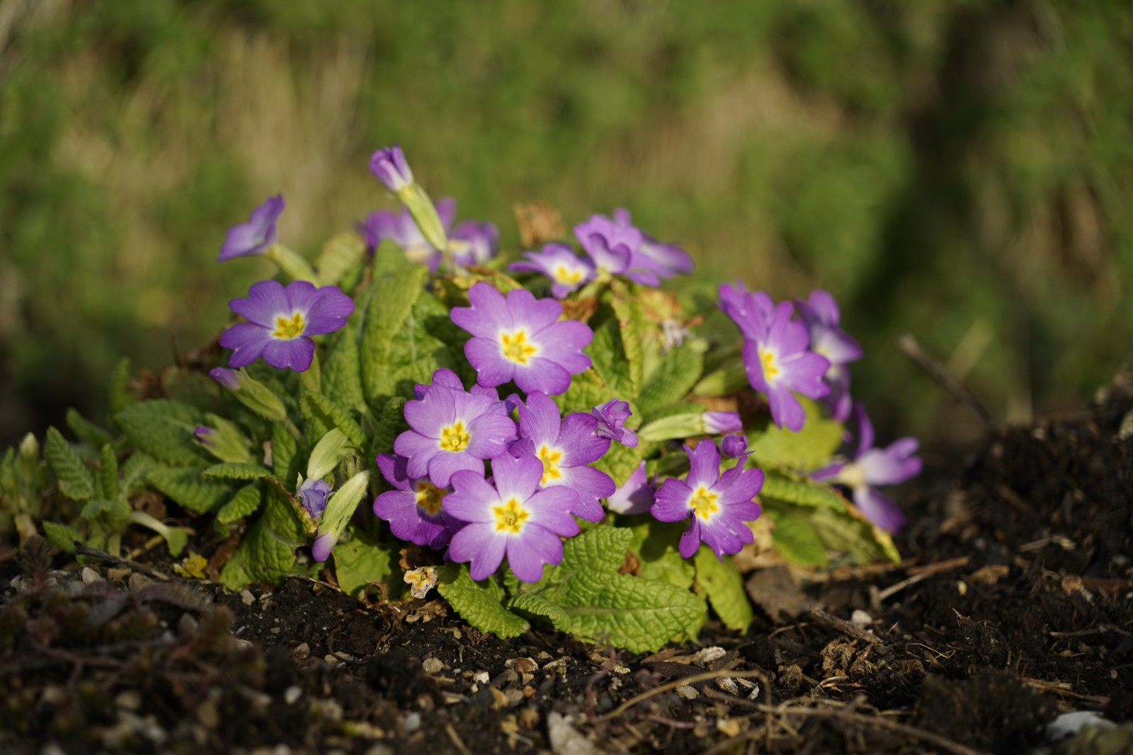 Schöne Primeln Schöne Primeln