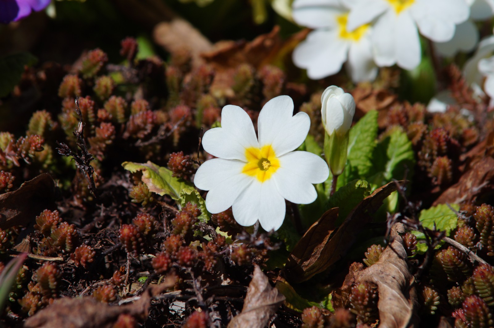 Weiße Primelblüte Weiße Primelblüte