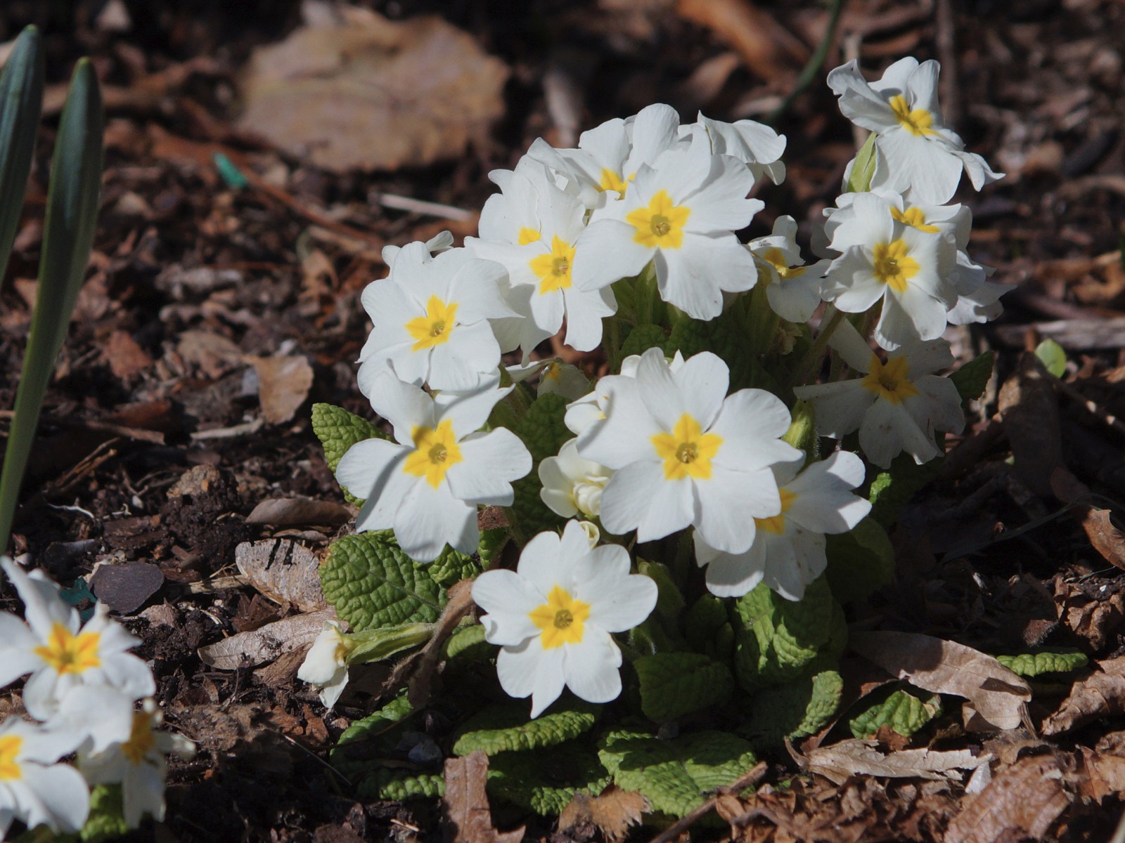 Weiße Primelgruppe Weiße Primelgruppe