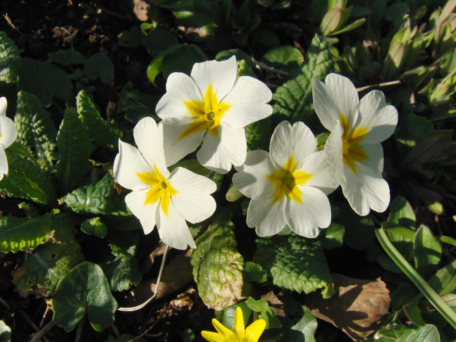 Weisse Primeln Weisse Primeln