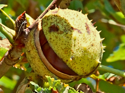 Kastaniensmile (Profilbild) Kastaniensmile (Profilbild)