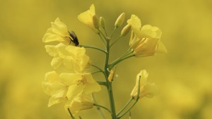 Auch Fliegen mögen Raps Auch Fliegen mögen Raps