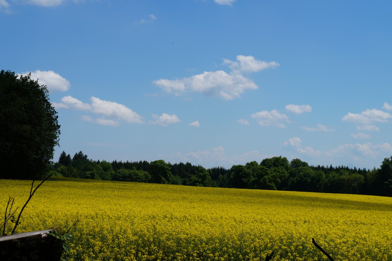 Blick aufs Rapsfeld Blick aufs Rapsfeld