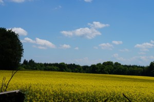 Blick aufs Rapsfeld Blick aufs Rapsfeld