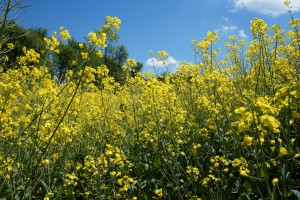 Im Rapsfeld Im Rapsfeld