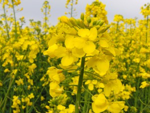 Rapsblüte 1