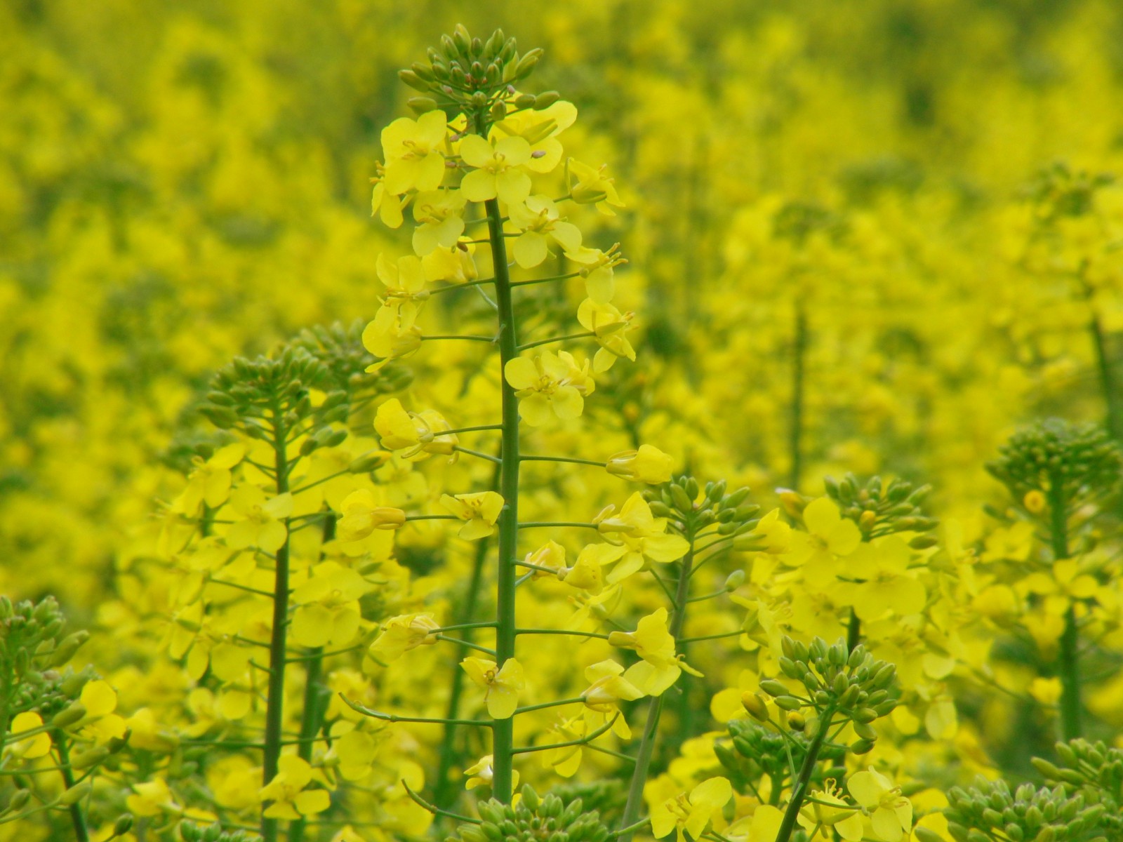 Rapsblüte 2 Rapsblüte 2