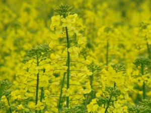 Rapsblüte 2 Rapsblüte 2