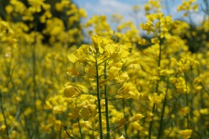 Rapsblüte 3 Rapsblüte 3