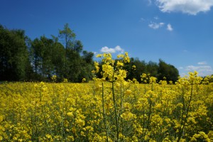 Rapsblüte 4 Rapsblüte 4