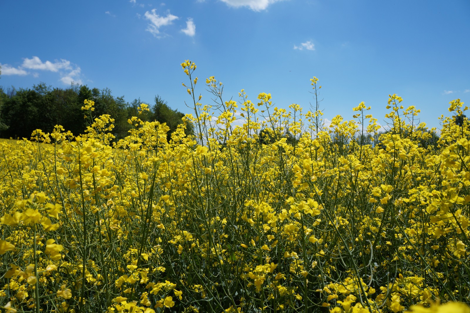 Rapsfeldblüte Rapsfeldblüte