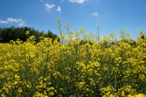 Rapsfeldblüte Rapsfeldblüte