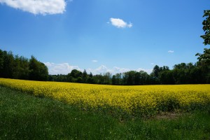 Rapsfeldecke Rapsfeldecke