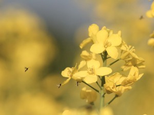 Reizvolle Rapsblüte Reizvolle Rapsblüte